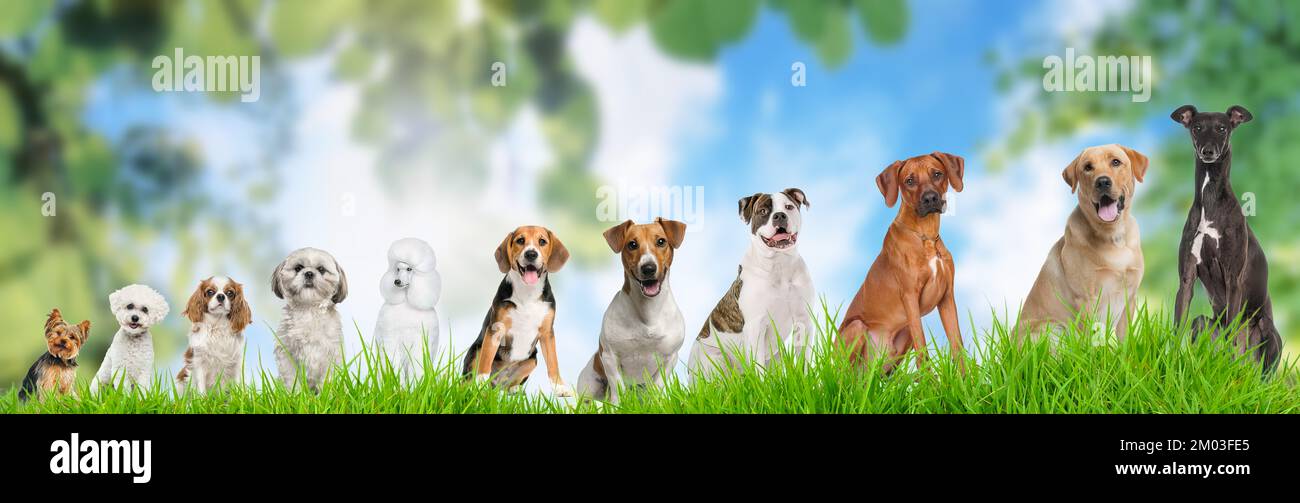 A composition of pretty dogs sorted by size Stock Photo - Alamy