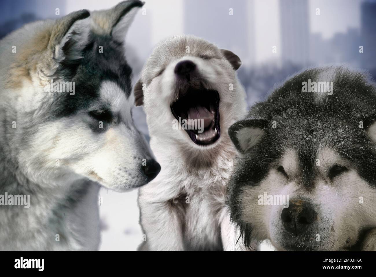 The Alaskan Malamute is a snow dog used for pulling sleds and for