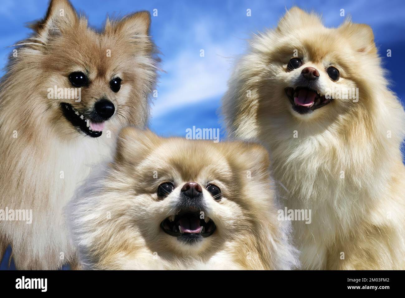 The Pomeranian Dog (often known as Pom) is a small Spitz type dog breed