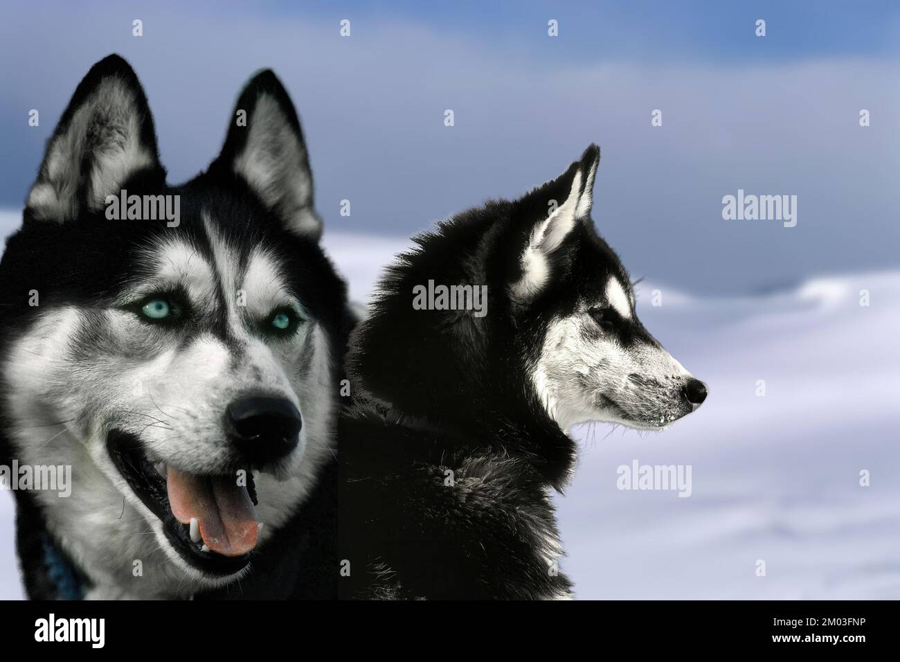 The Siberian Husky is a mediumsized dog of Siberian origin. It is a