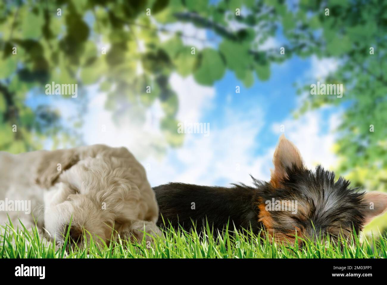 Two beautiful puppies sleeping in an idyllic landscape Stock Photo - Alamy