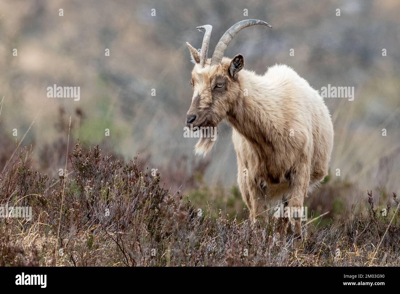 Mountain Goat Stock Photo