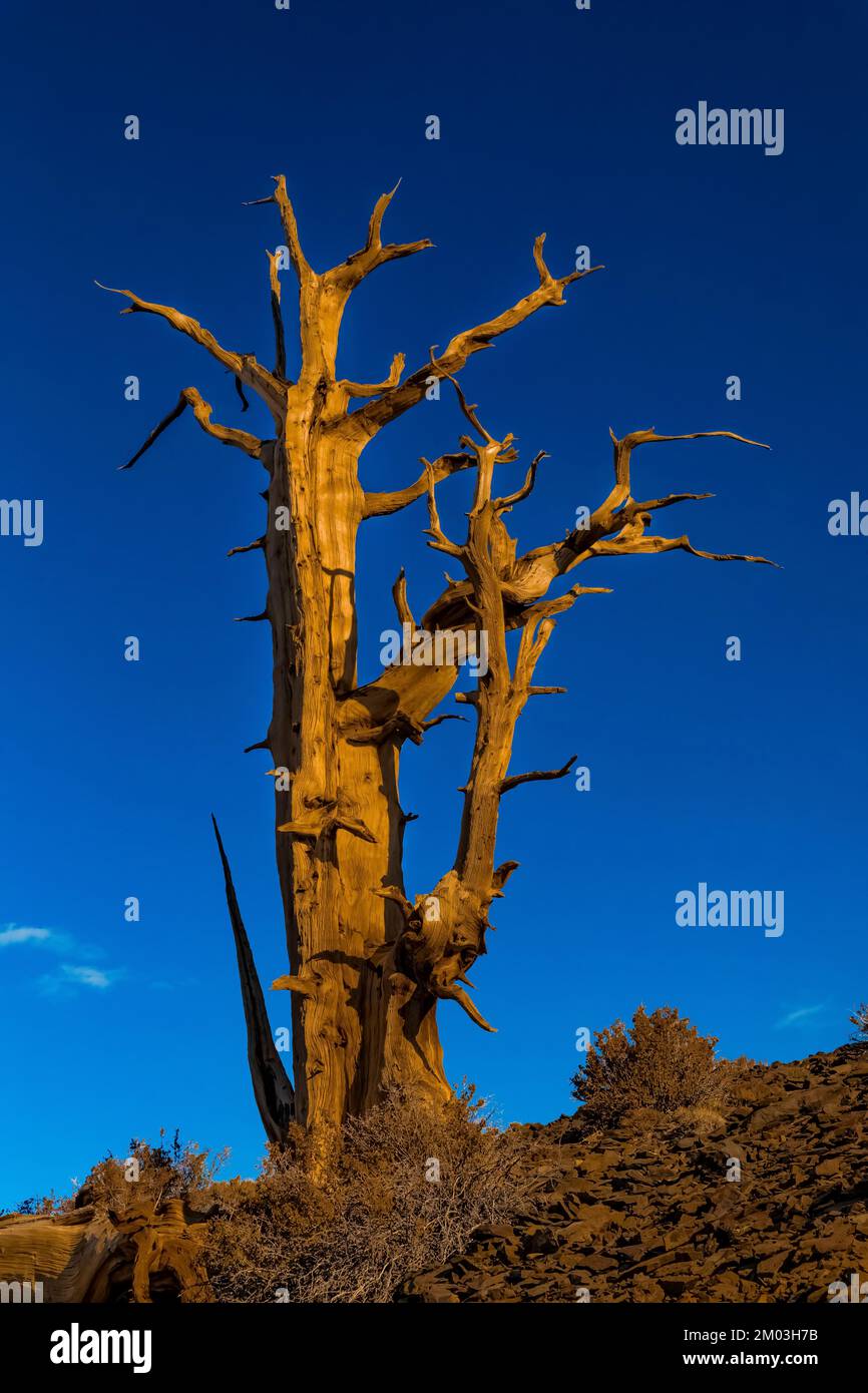 Dead Great Basin Bristlecone Pine, Pinue longaeva, Ancient 