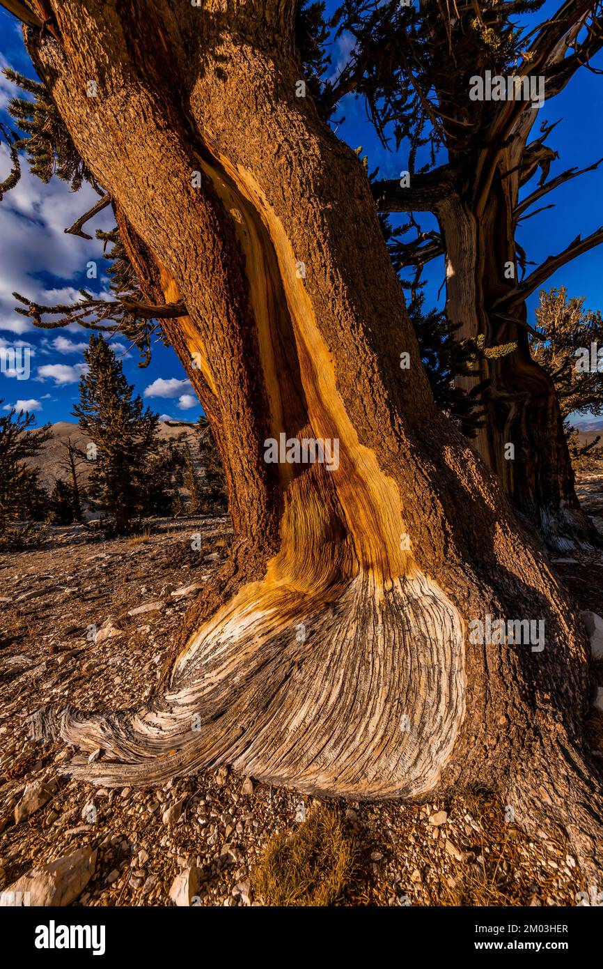 Bristlecone Pine, Pinus longaeva, trunk in Ancient Bristlecone Pine Forest, Inyo National Forest, California, USA Stock Photo