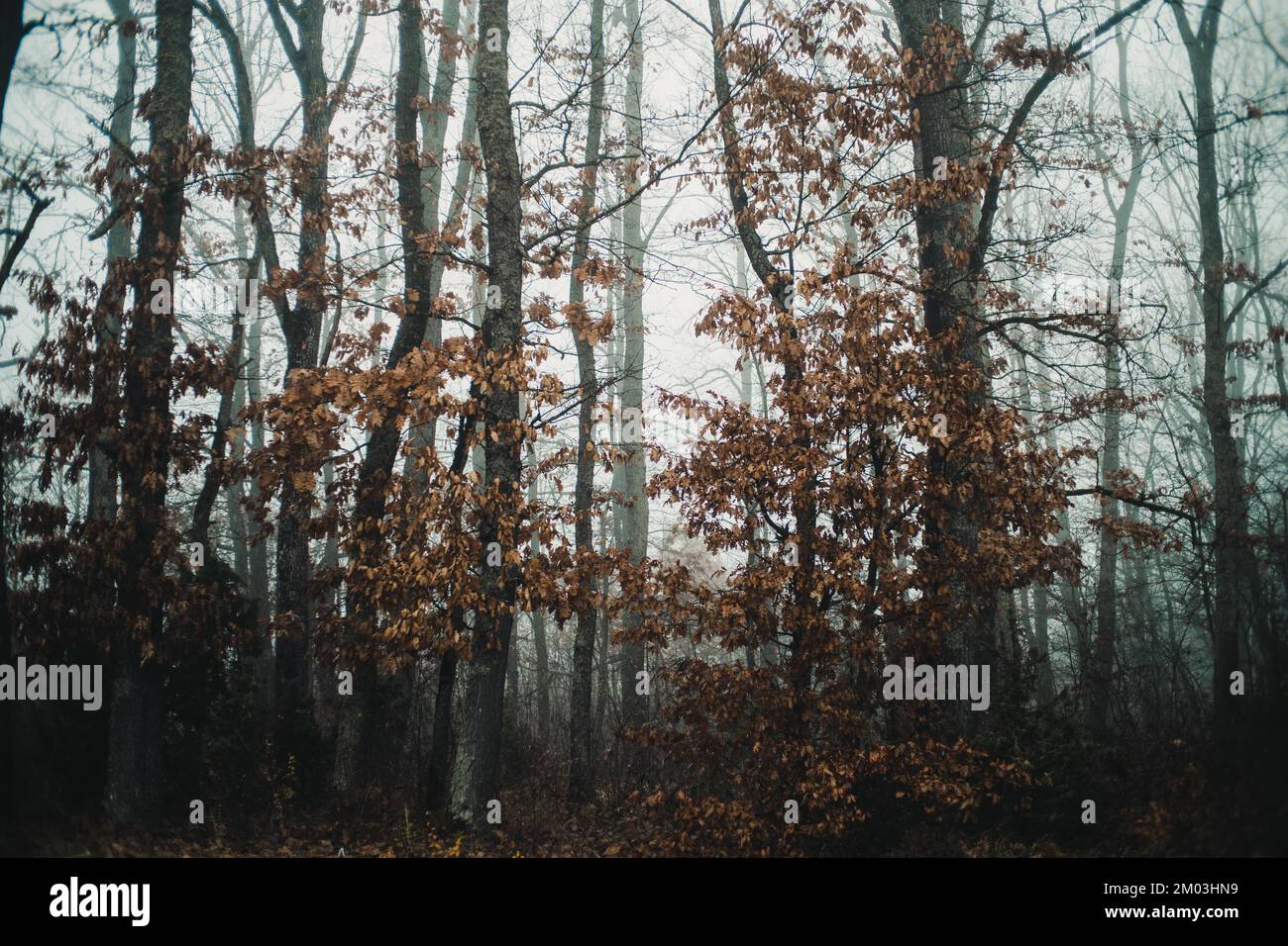 Spooky looking fog covered forest in autumn Stock Photo