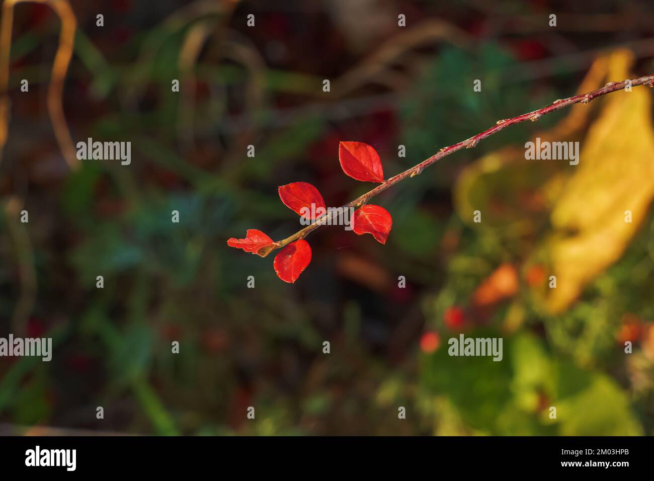 Closeup of fragrant sumac in autumn. The Latin name is Rhus aromatica. Sumac grows in