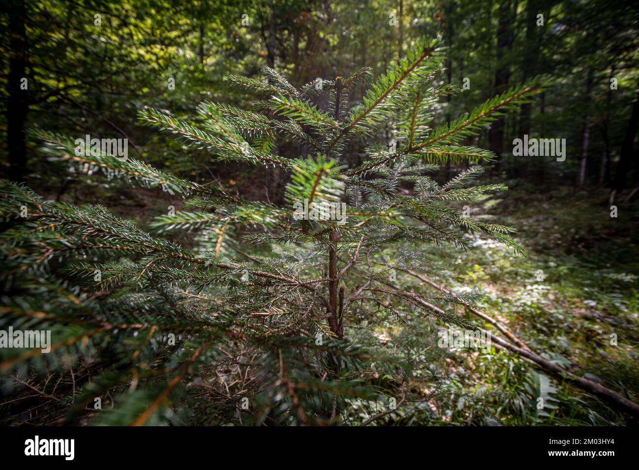 Picture of a small pine tree growing in the forest of Slovenia, in Julian alps. Firs (Abies) are a genus of 48–56 species of evergreen coniferous tree Stock Photo