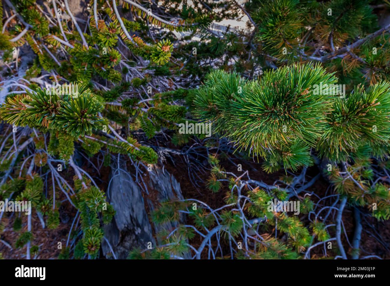 Comparison of Bristlecone Pine (L) and Limber Pine (R) needles, Ancient Bristlecone Pine Forest, Inyo National Forest, California, USA Stock Photo