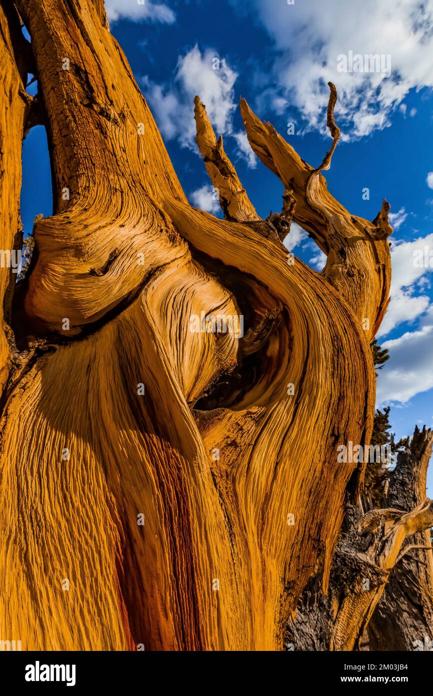 Wood grain of dead Great Basin Bristlecone Pine, Pinue longaeva 