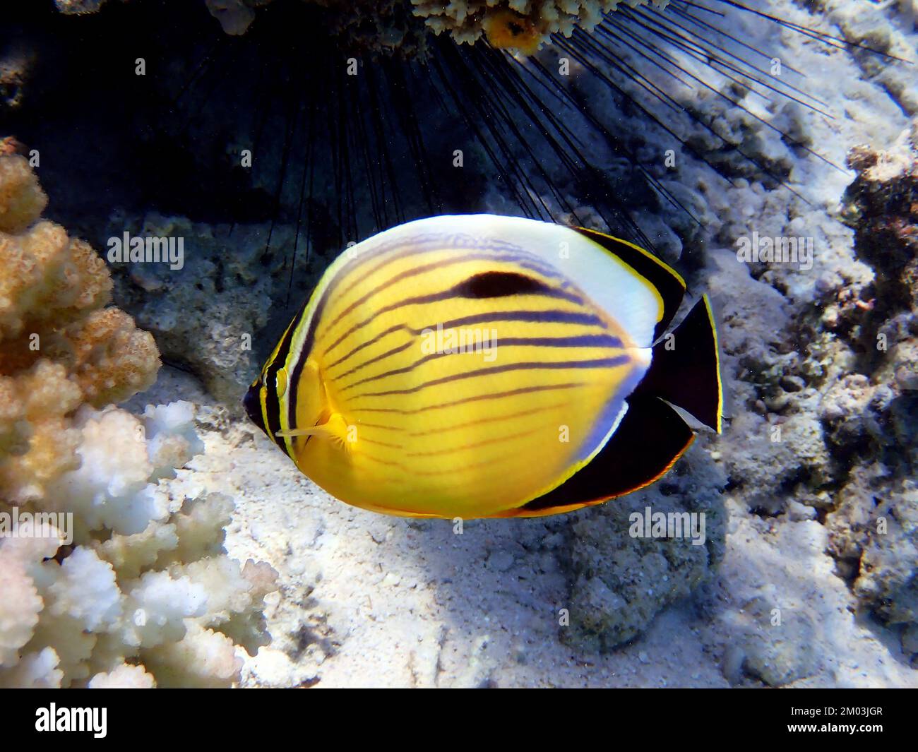 Black-tailed butterflyfish - (Chaetodon austriacus) Stock Photo
