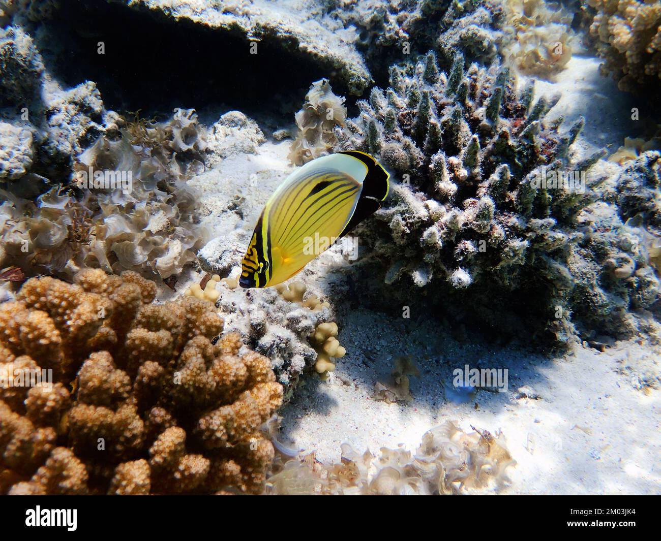 Black-tailed butterflyfish - (Chaetodon austriacus) Stock Photo