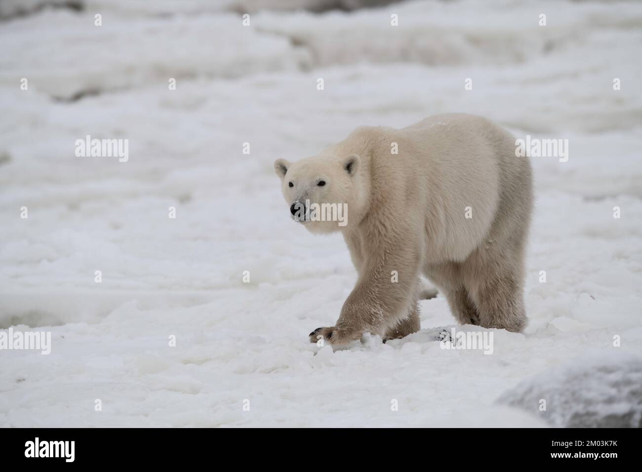 Polar bear walking across frozen Hudson Bay Stock Photo