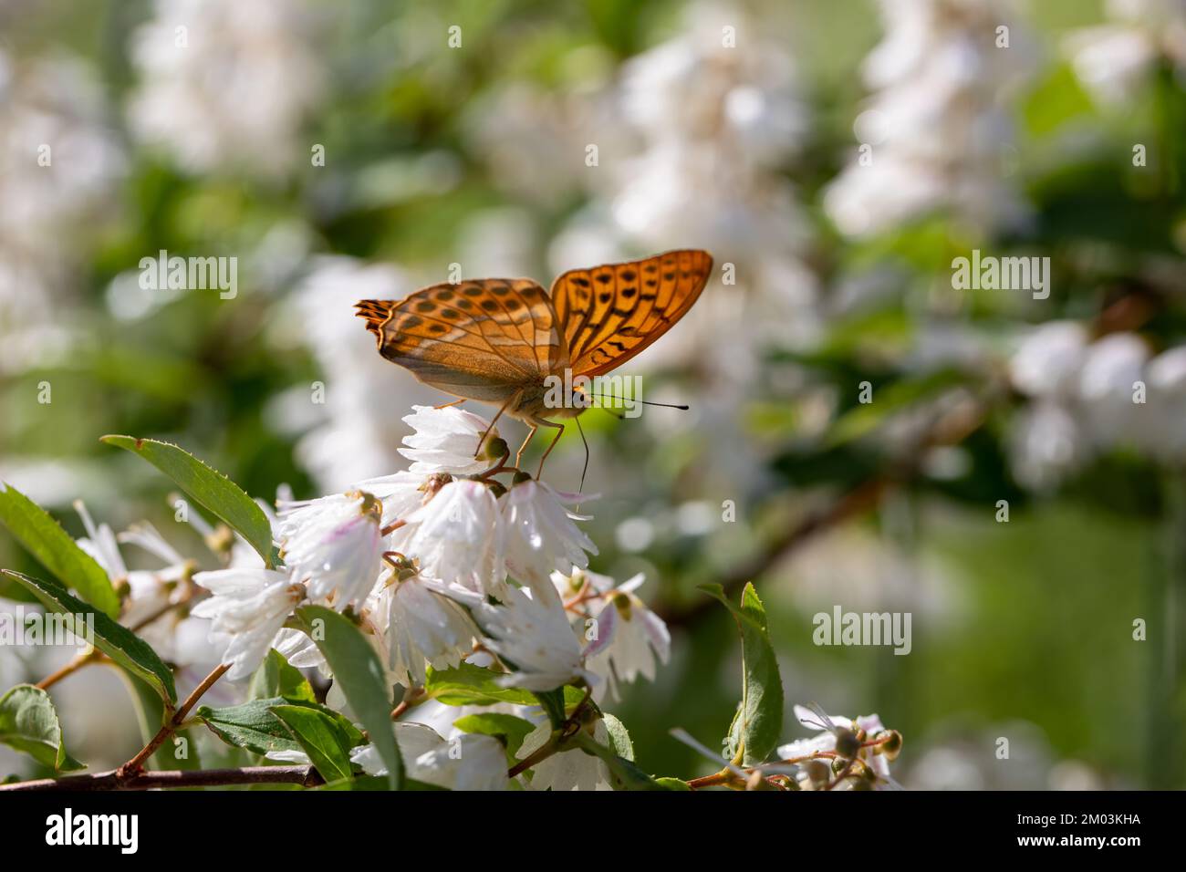 Boloria aquilonaris, the cranberry fritillary butterfly with orange suffusion, adorned with marks of brown, submarginal round spots and lines forming Stock Photo