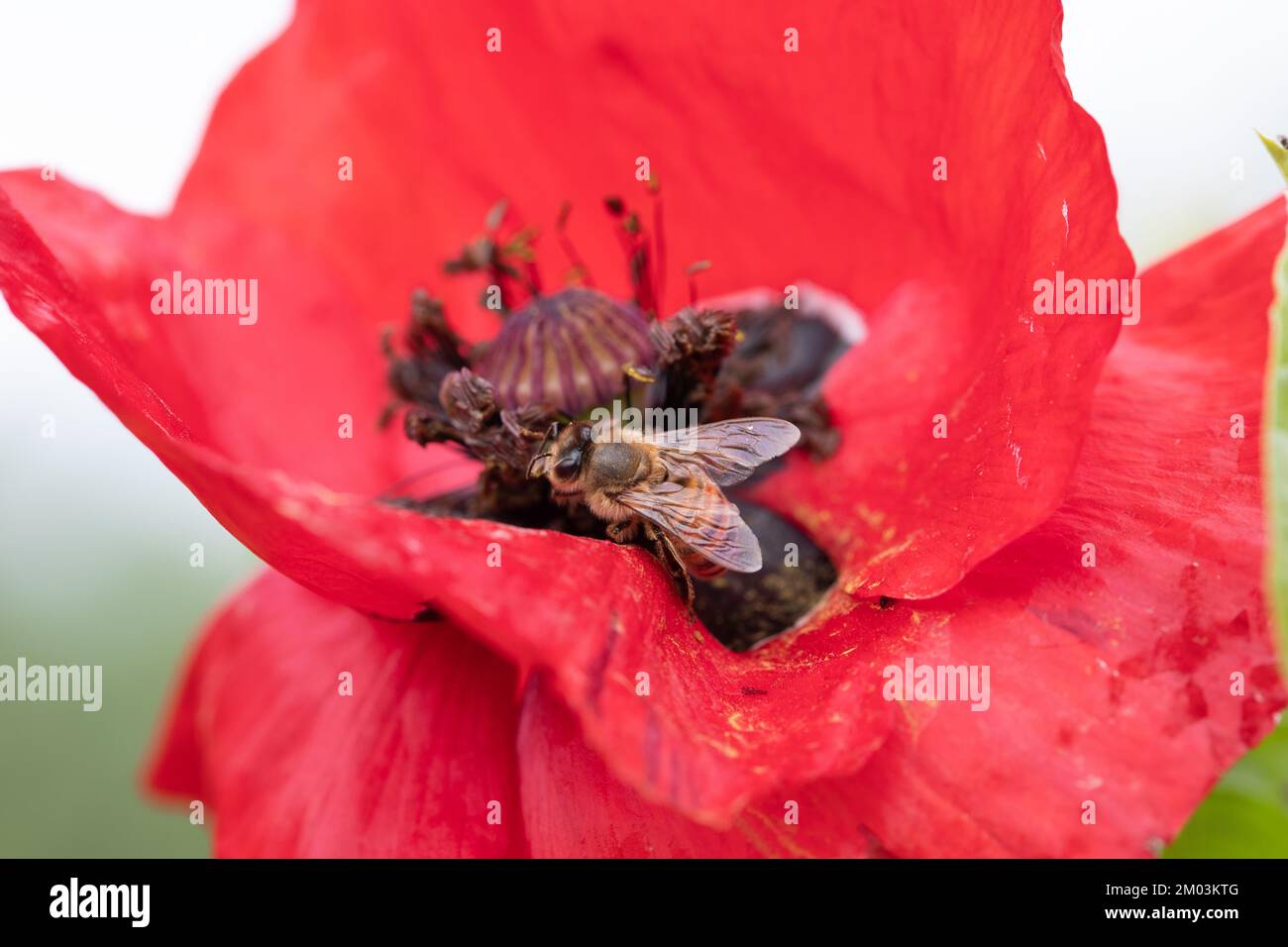 Macro of bees collecting pollen from papaver rhoeas, known as common