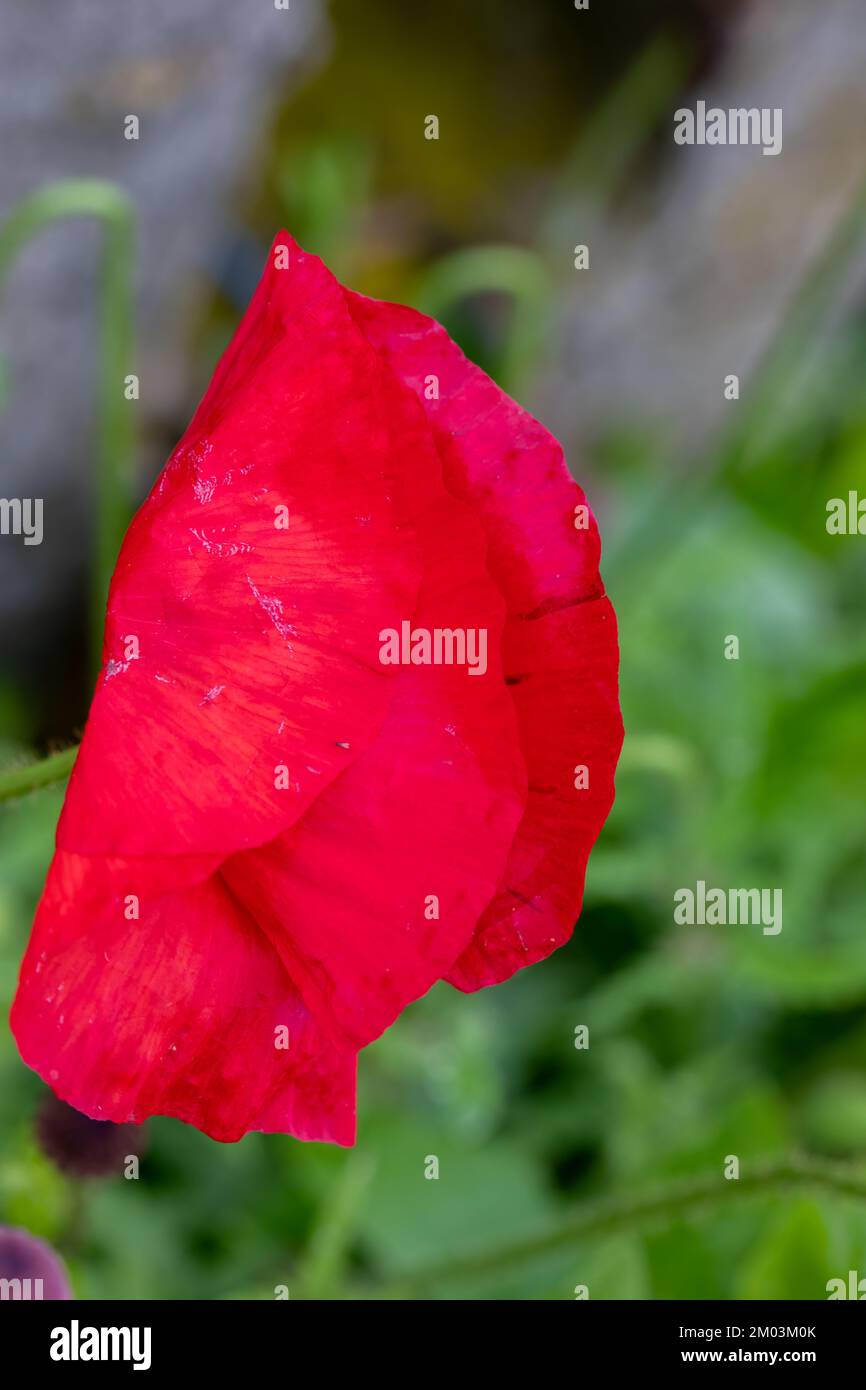 Macro of bees collecting pollen from papaver rhoeas, known as common