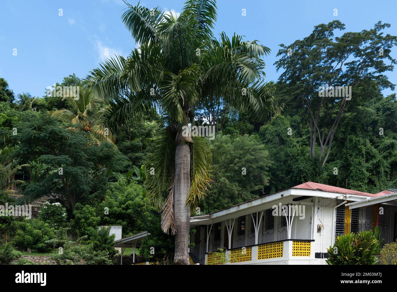Plants of dominica hires stock photography and images Alamy