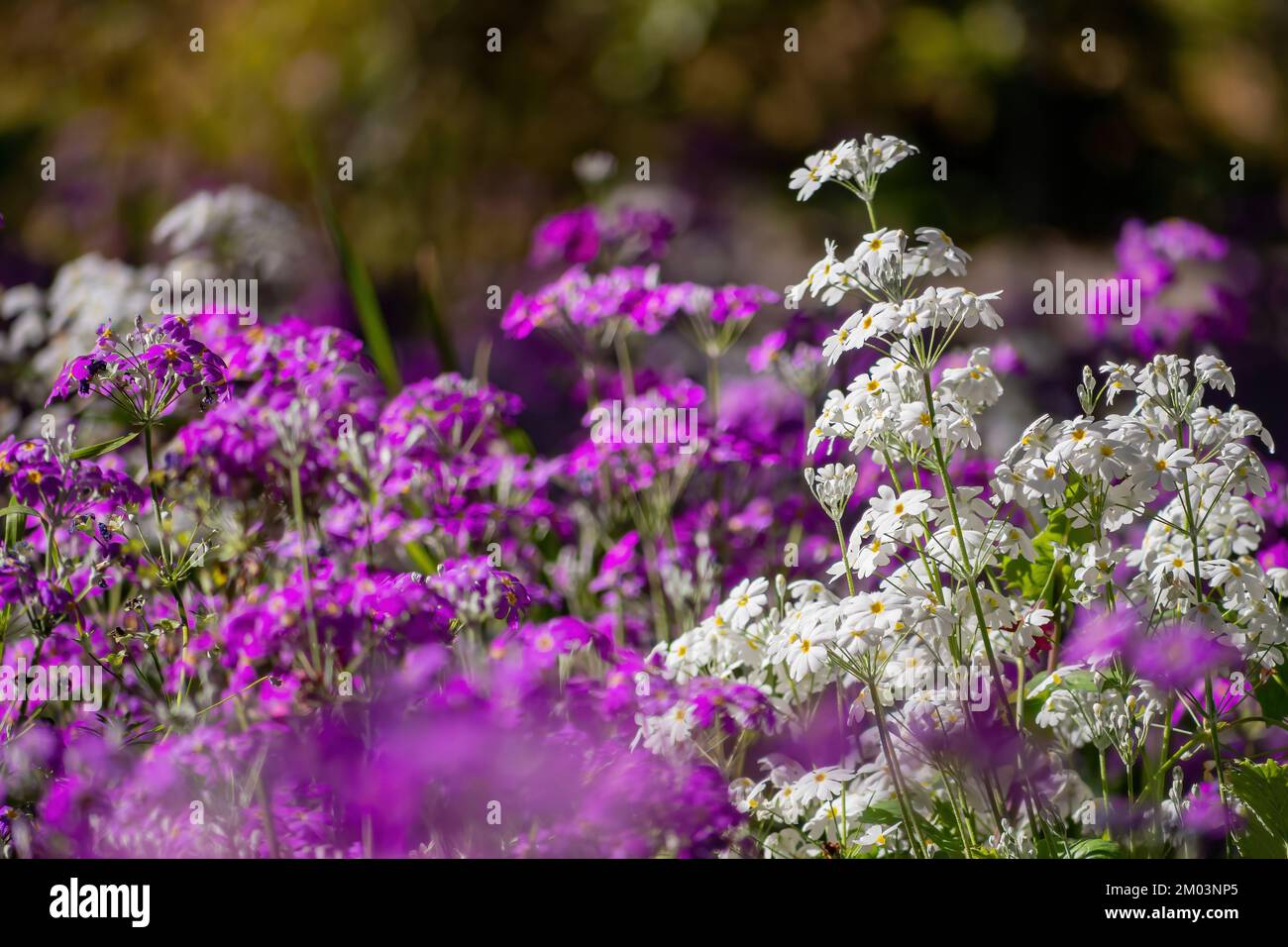 Sunny view of the beautiful purple flower blossom in Wuling Farm at Taiwan Stock Photo
