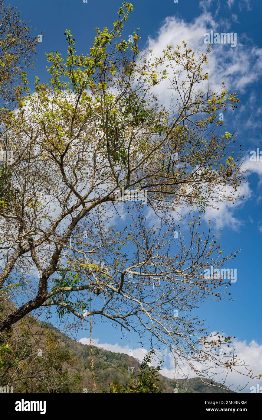 Sunny view of the Formosan Sweet Gum at Taiwan Stock Photo
