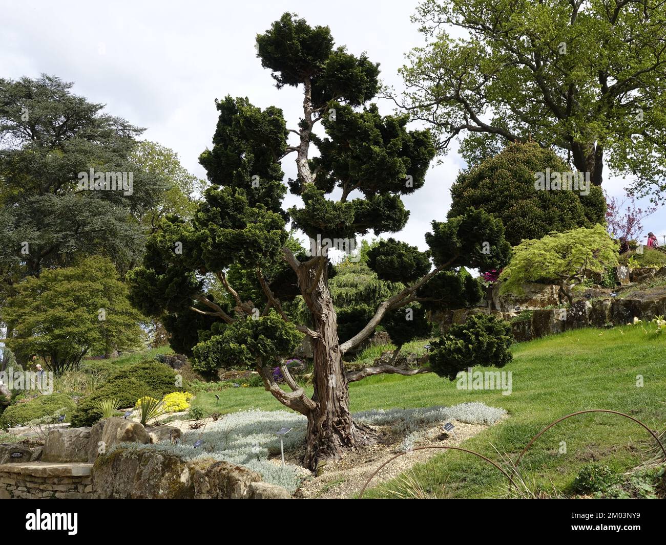 Hinoki Cypress (Chamaecyparis obtusa)  Nana Gracilis at RHS gardens at Wisley Stock Photo