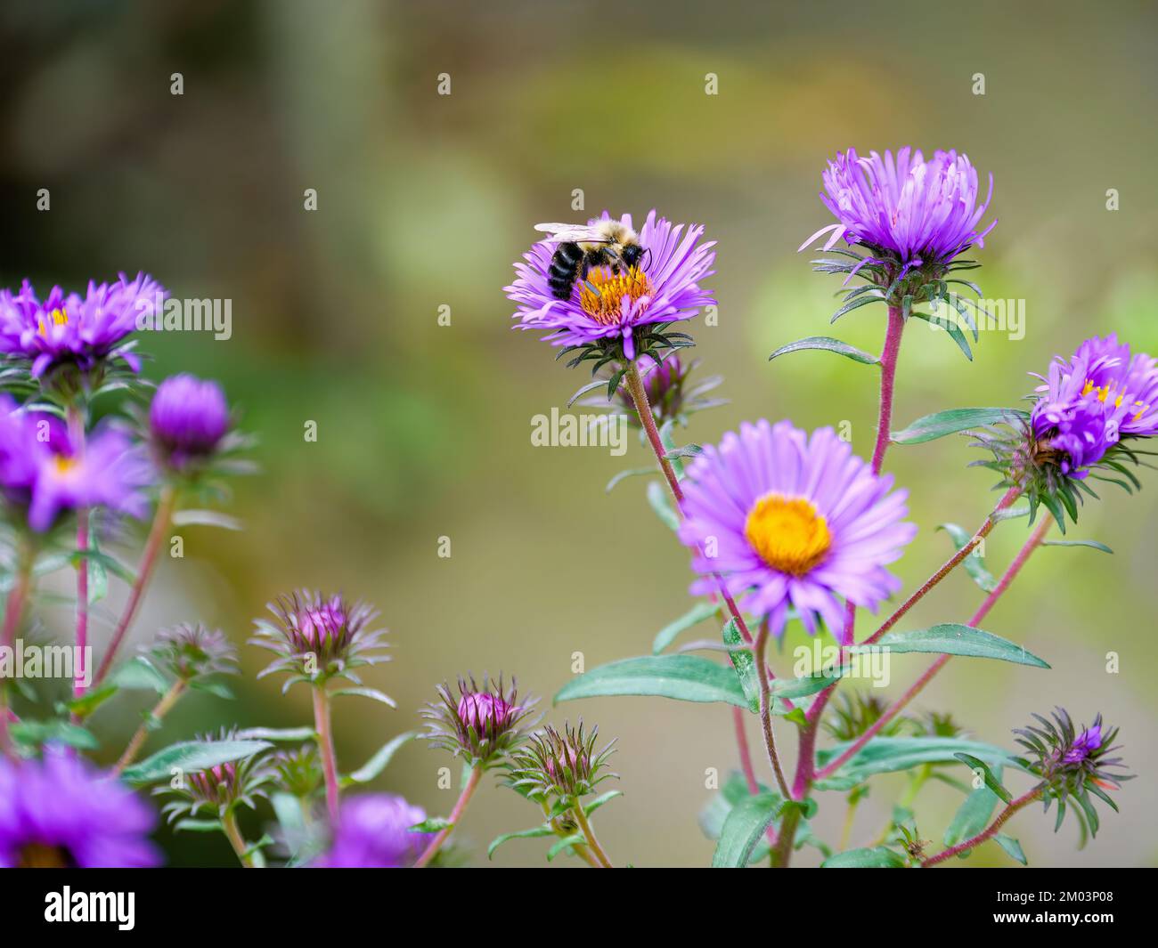 Bumble bee on New England aster flower. Stock Photo