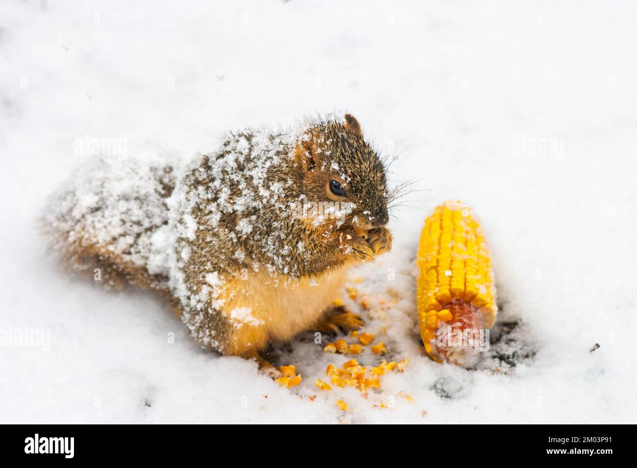 Fox squirrel (Sciurus niger) feeding on corn in snow. Oak Park, Illinois. Stock Photo