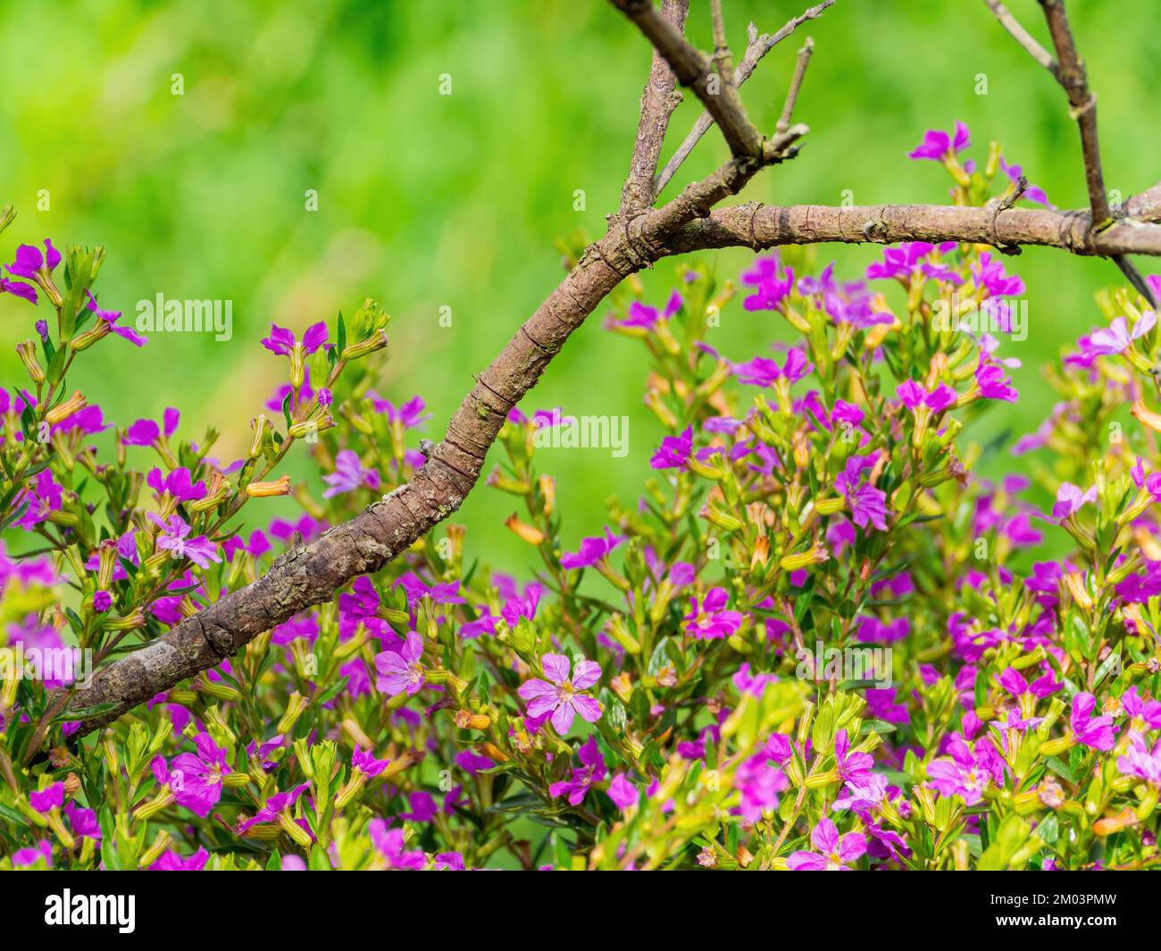 Close up shot of the Cuphea hyssopifolia blossom at Taiwan Stock Photo