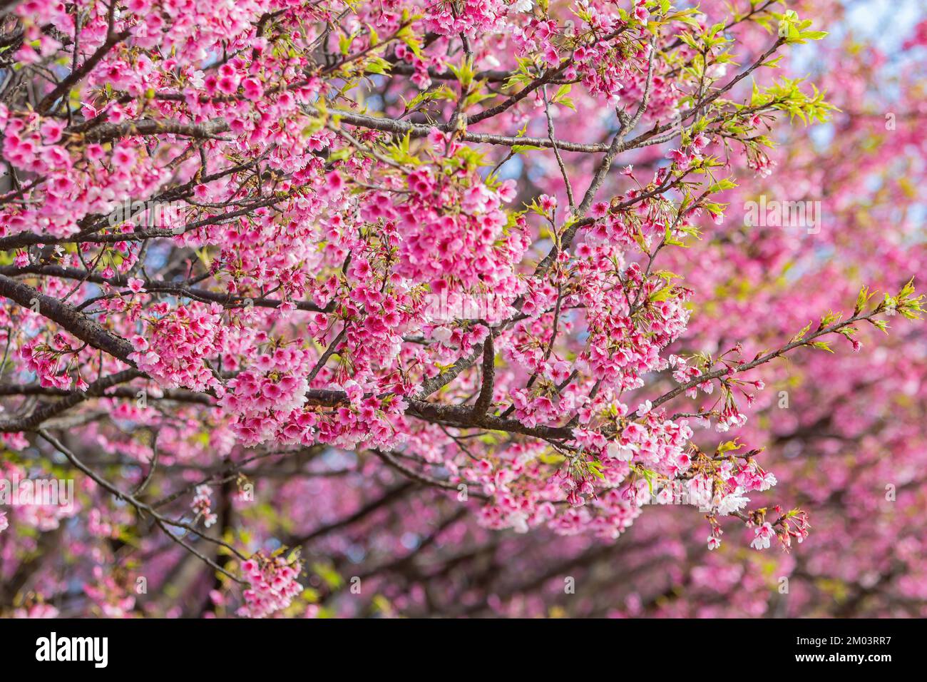 Sunny view of cherry blossom in Yangmingshan National Park at Taipei