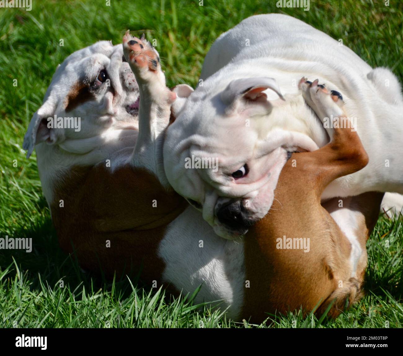 Two British or English pedigree or purebred bulldogs, one dog a puppy, playing and play fighting on the lawn in the garden. Stock Photo