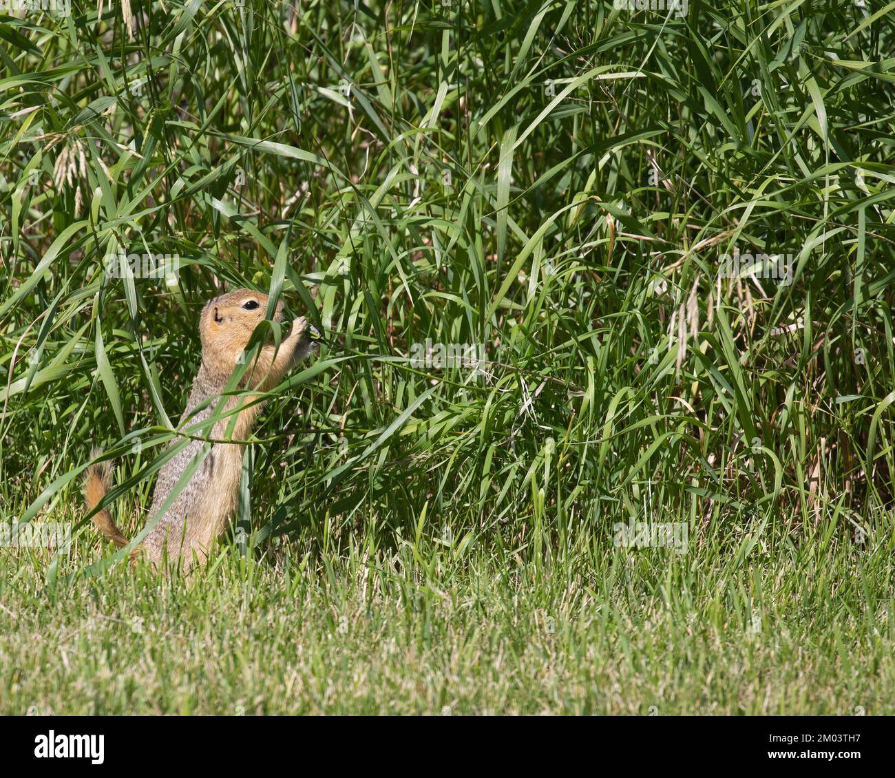 Richardson's ground squirrel eating grass. (Urocitellus richardsonii
