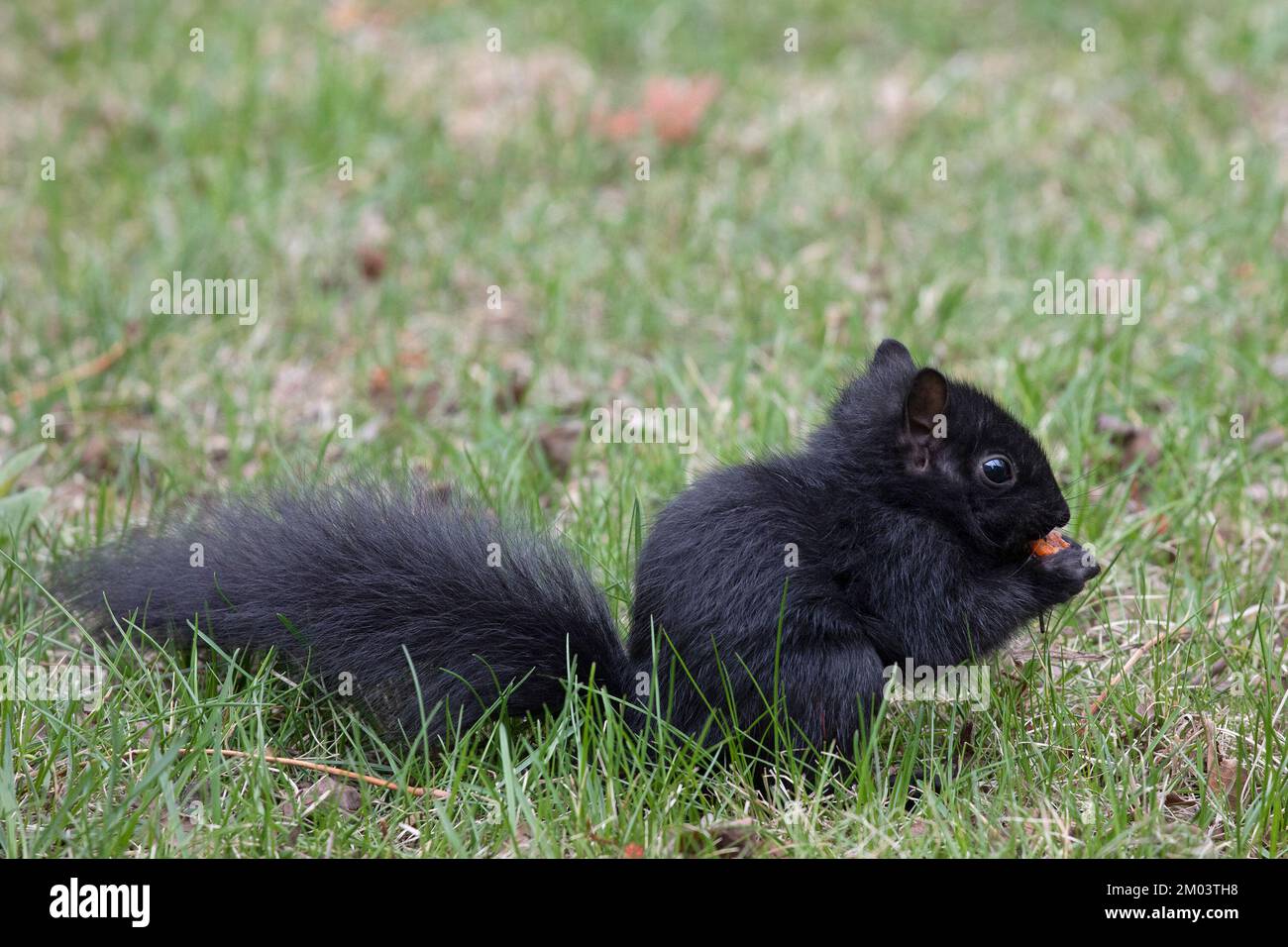 Black Baby Squirrel