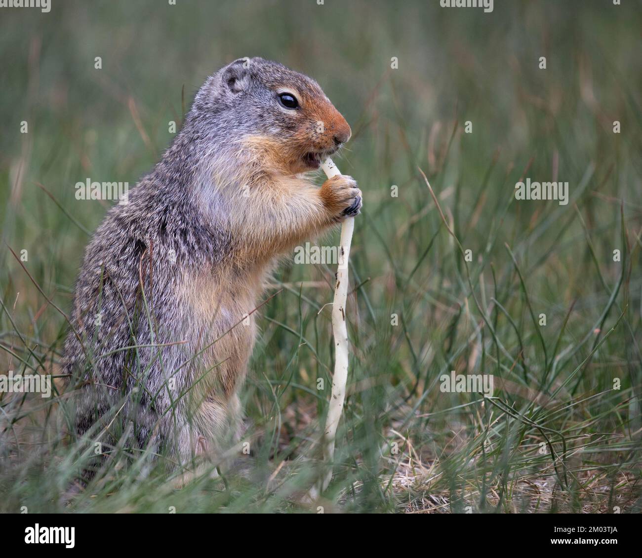 Columbian ground squirrel eating a noodle scavenged from human food litter. Stock Photo