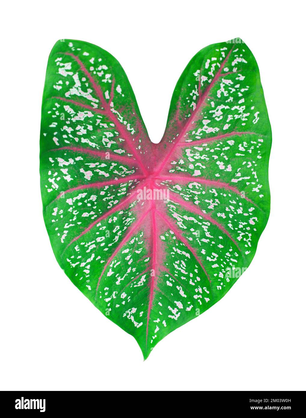 Caladium bicolor red star green leaf white background isolated closeup, beautiful fancy colorful pink leaves, exotic tropical plant araceae houseplant Stock Photo
