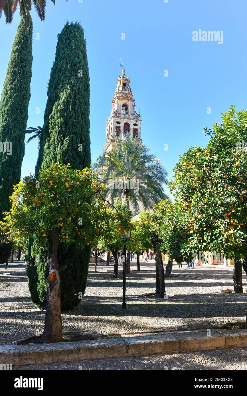 View of the bell tower of the Cathedral (Mezquita-Cathedral) from the Orange Courtyard (Patio de los naranjos) in Cordoba, Spain. Stock Photo