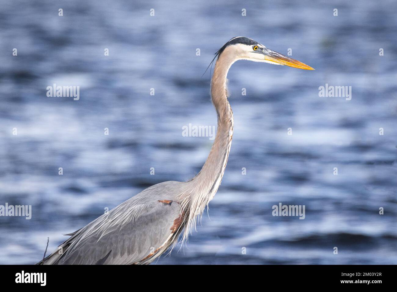 Great Blue Heron in a river with a cute background Stock Photo