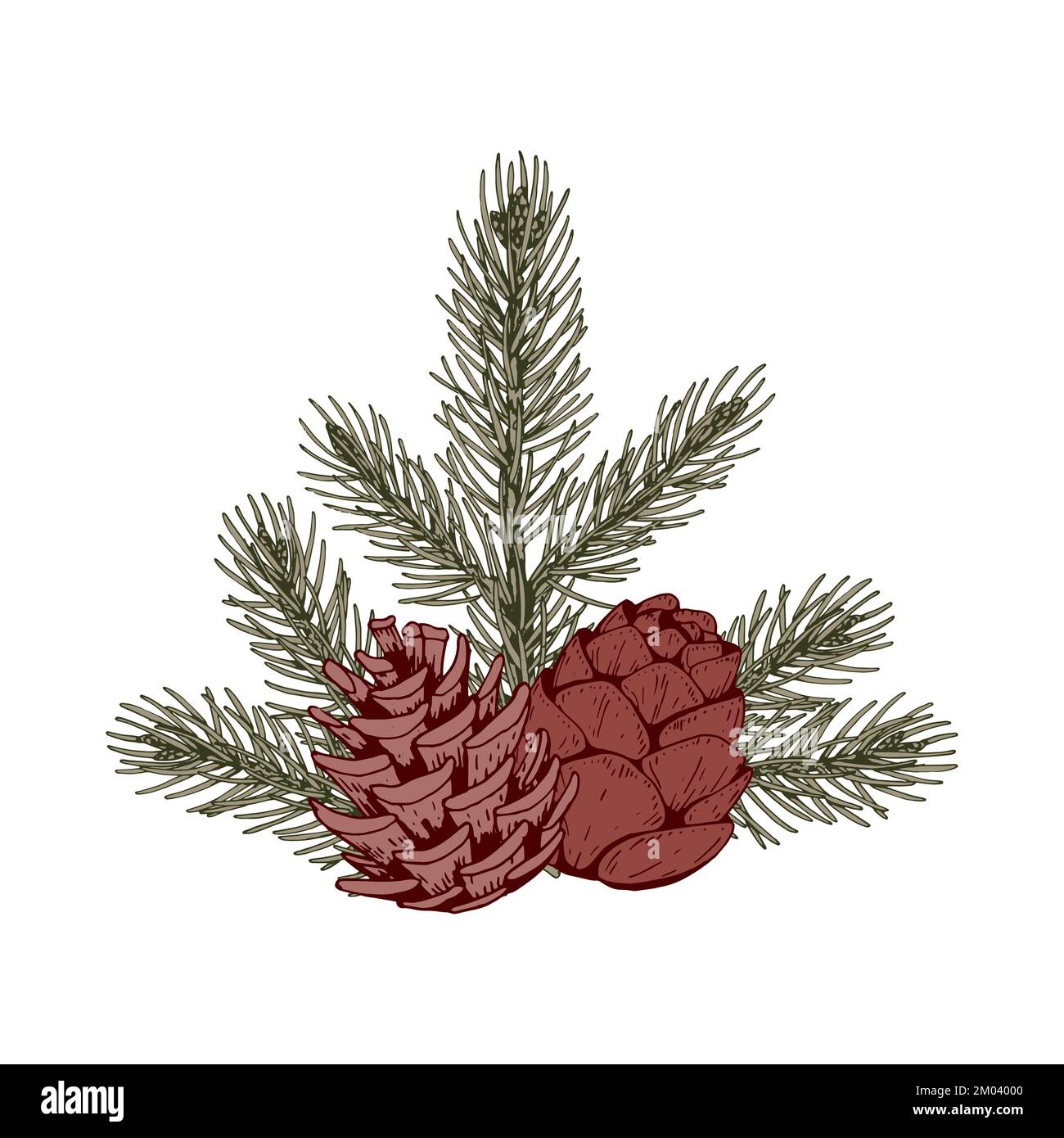Christmas botany composition with pine tree branches and cones. Vector illustration in sketch style isolated on white background Stock Vector