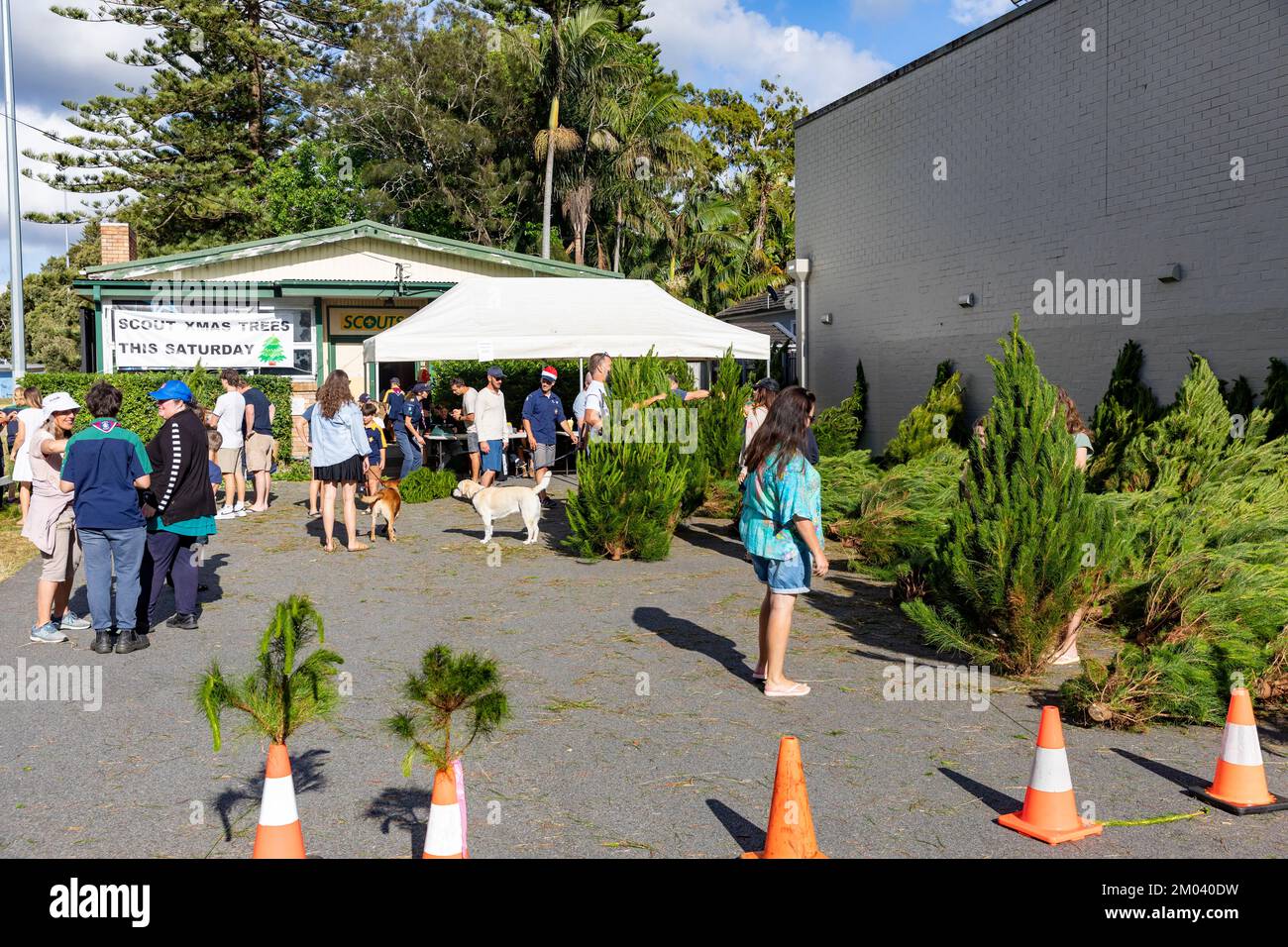 Christmas trees, scouts and guides selling Christmas trees to Sydney
