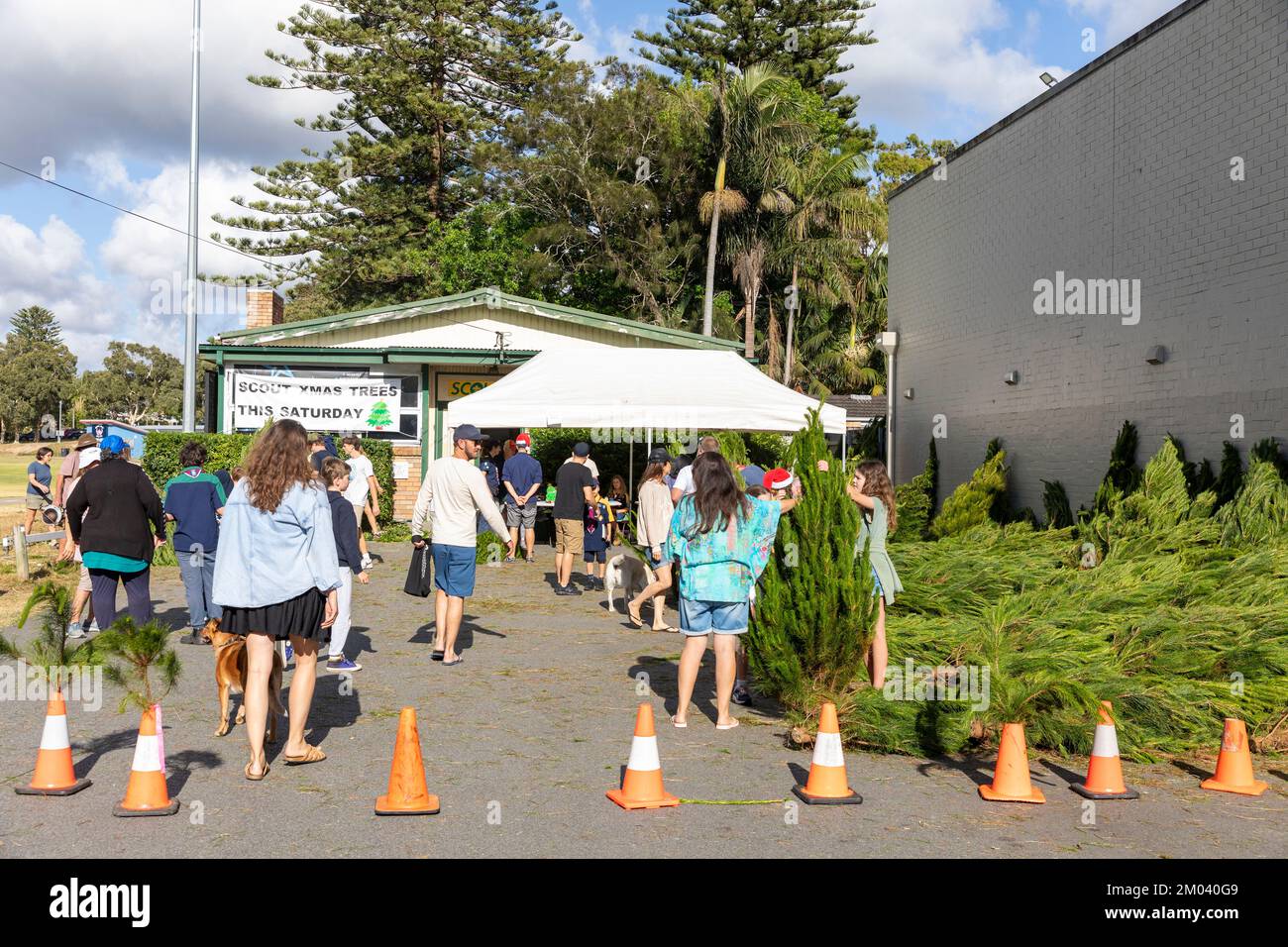 Christmas trees, scouts and guides selling Christmas trees to Sydney
