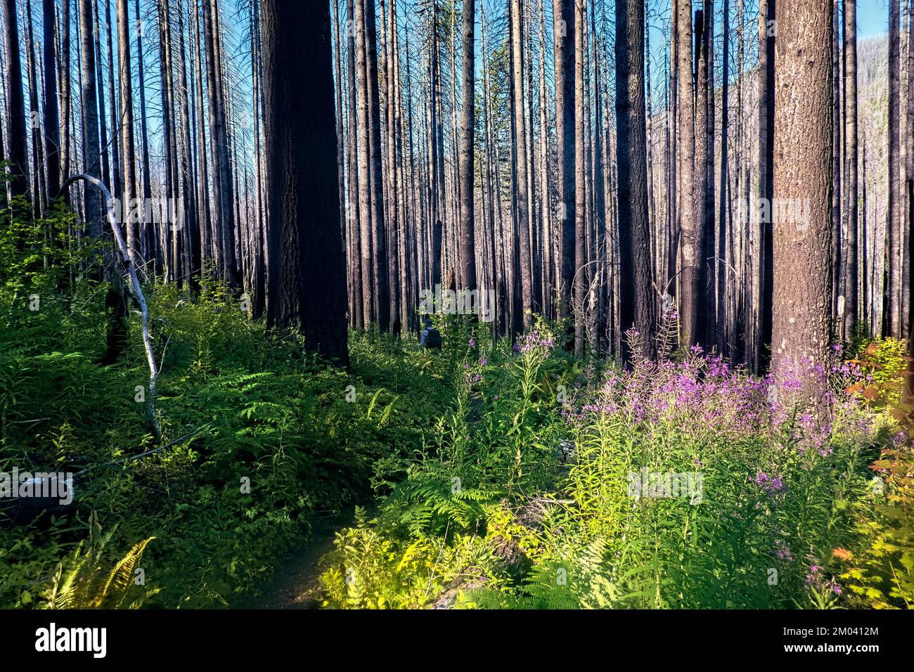 Hiking through the majestic forests of northern Oregon on the Pacific 