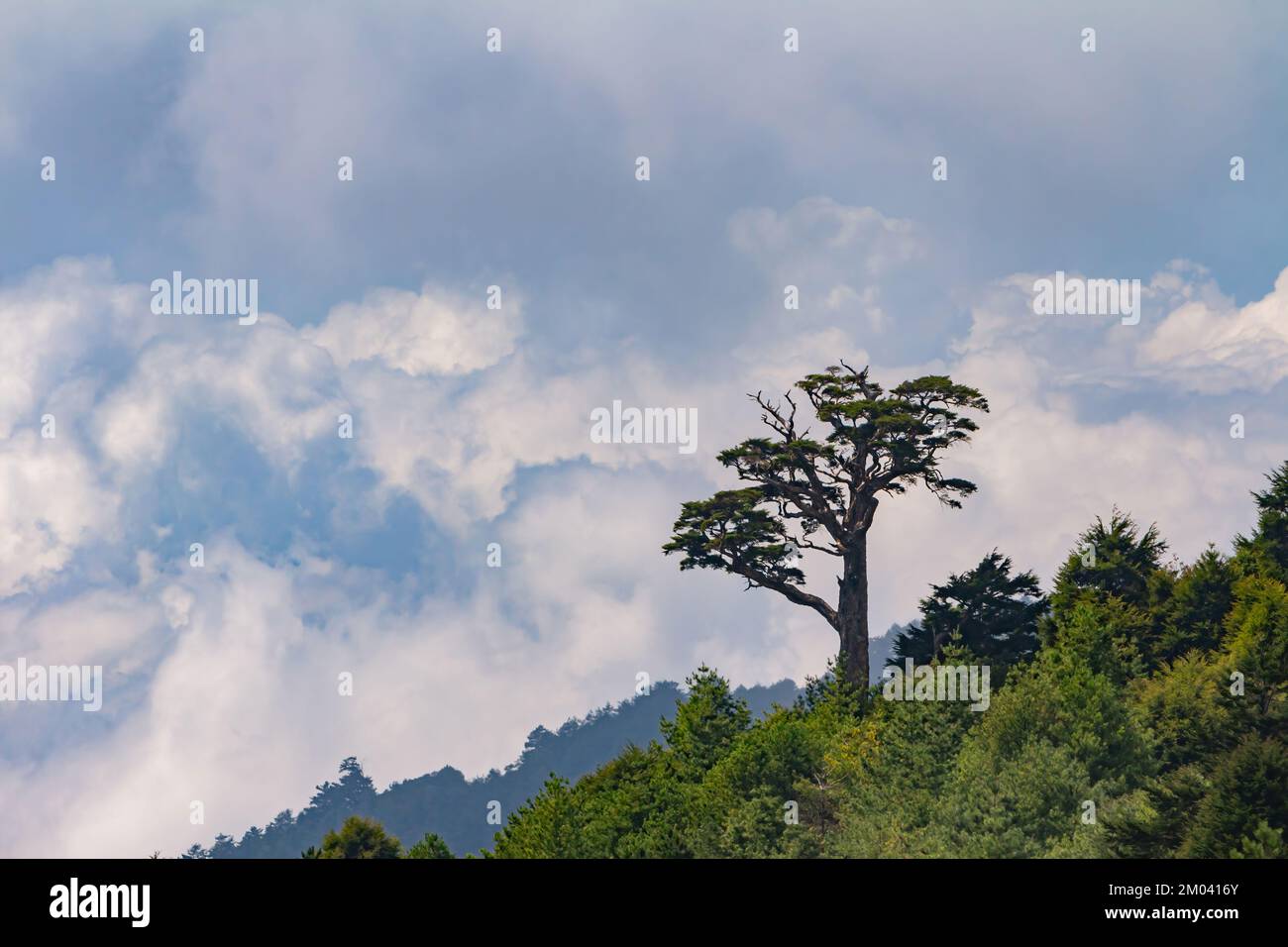 Sunny landscape of the Hehuanshan mountain at Taiwan Stock Photo - Alamy