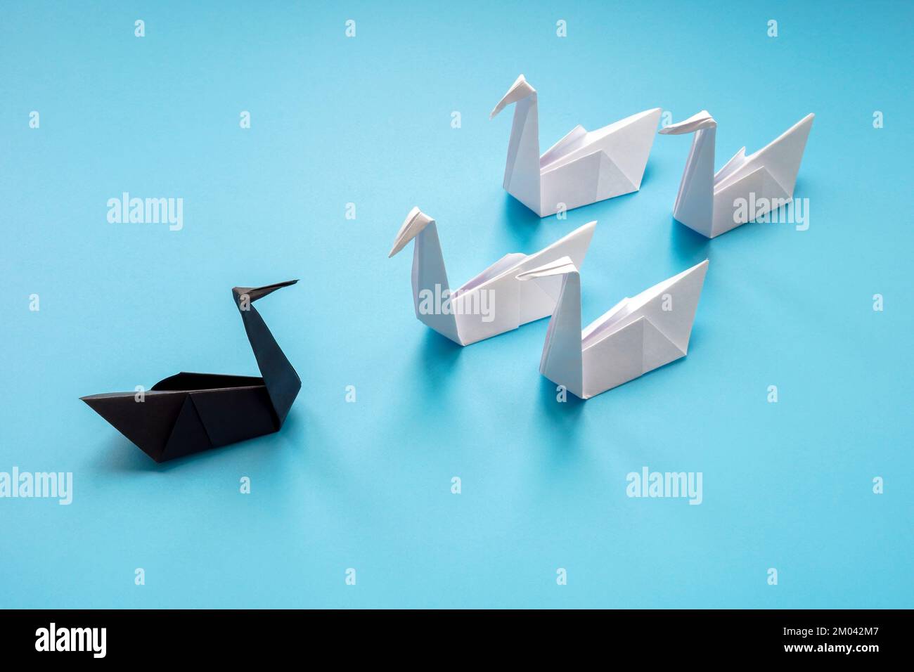 White paper swans and one black as symbol of unpredictable event. Stock Photo