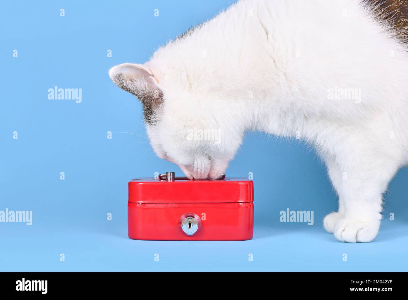 White pet cat examining locked red cash box Stock Photo