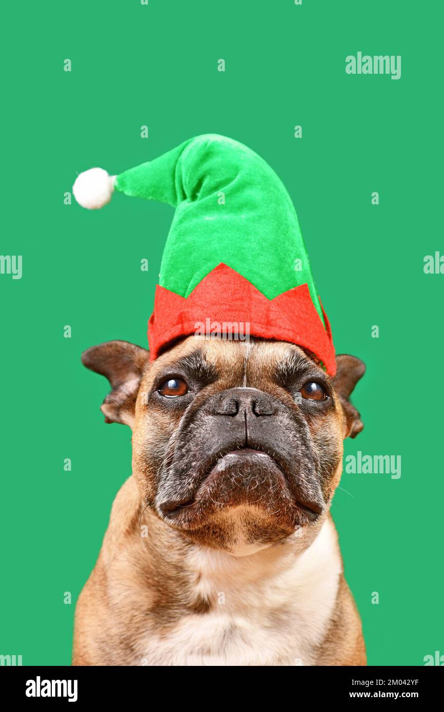 Cute French Bulldog dog dressed up with Christmas elf costume hat in front of green background Stock Photo