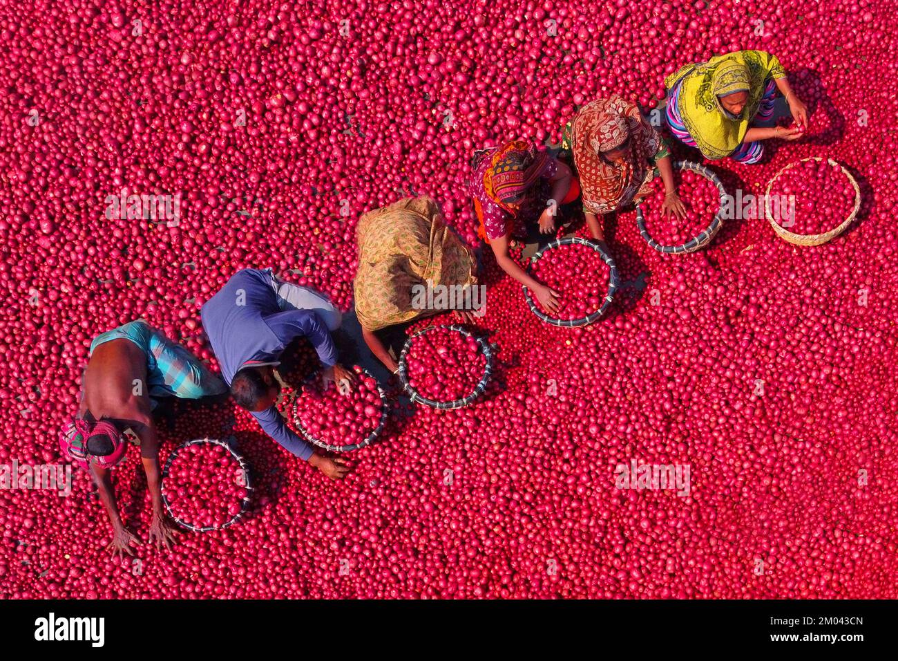 Workers hose down tons of Red Potatoes before packing them into baskets