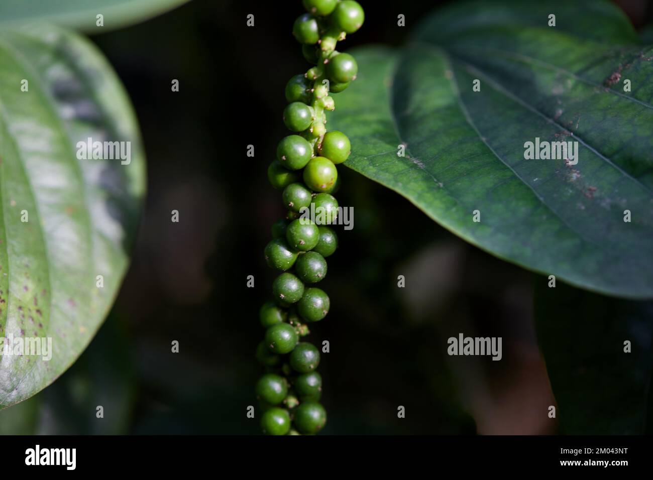 Fresh peppercorn in the garden Stock Photo