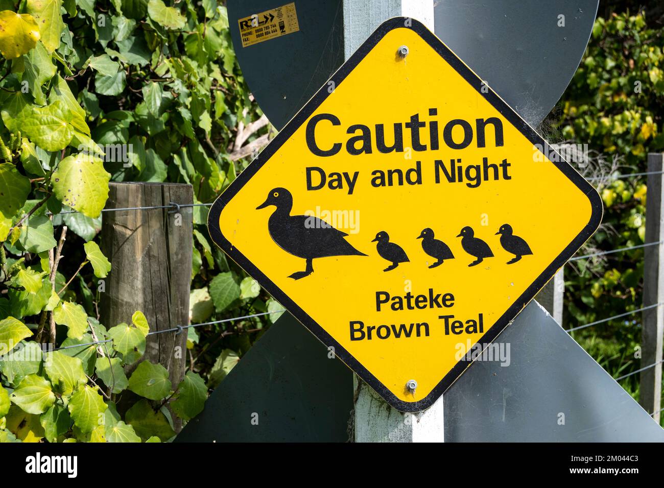 Road warning sign: Brown Teal, Tawharanui Regional Park, Tawharanui Peninsular, Auckland, North Island, New Zealand Stock Photo