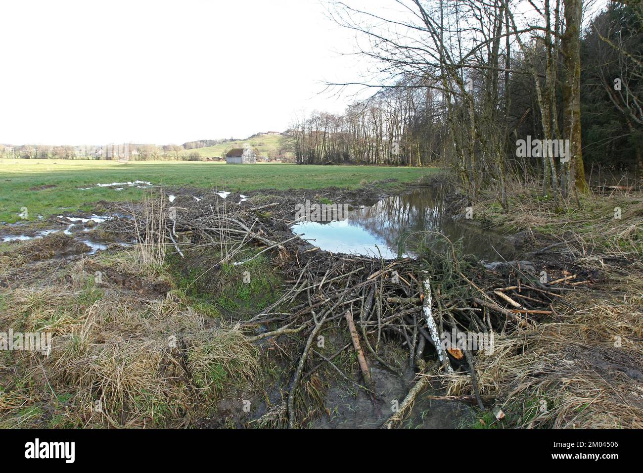European beaver (Castor fiber) due to dammed stream flooding and damage in adjacent meadow, Allgäu, Bavaria, Germany, Europe Stock Photo