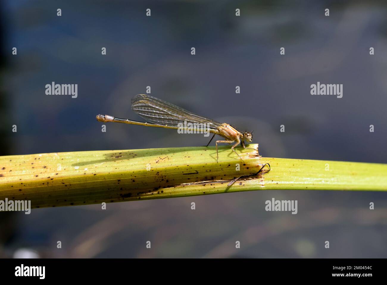 A newly emerged Common Blue Damselfly (Enallagma cyathigerum) resting on the stem of an aquatic plant growing in a pond in Southern England Stock Photo