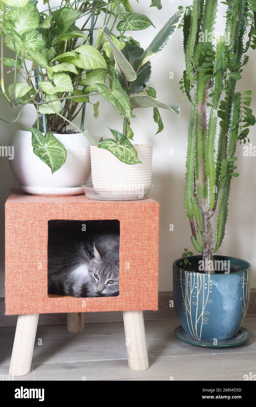 gray cat sleeps in a house surrounded by domestic plants Stock Photo