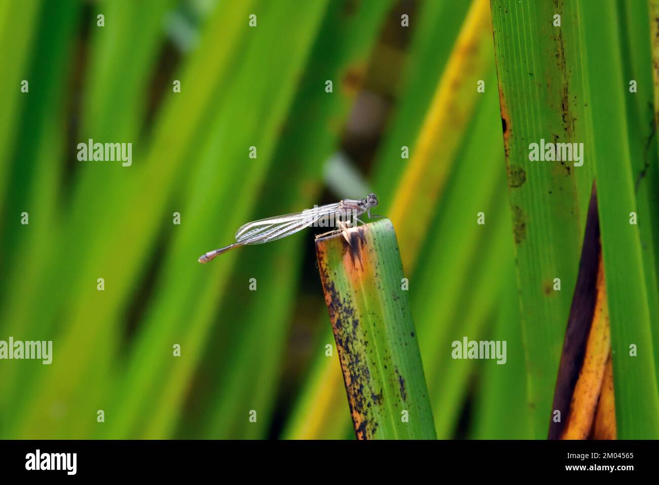 A newly emerged Common Blue Damselfly (Enallagma cyathigerum) resting on the leaf of an aquatic plant growing in a pond in Southern England Stock Photo