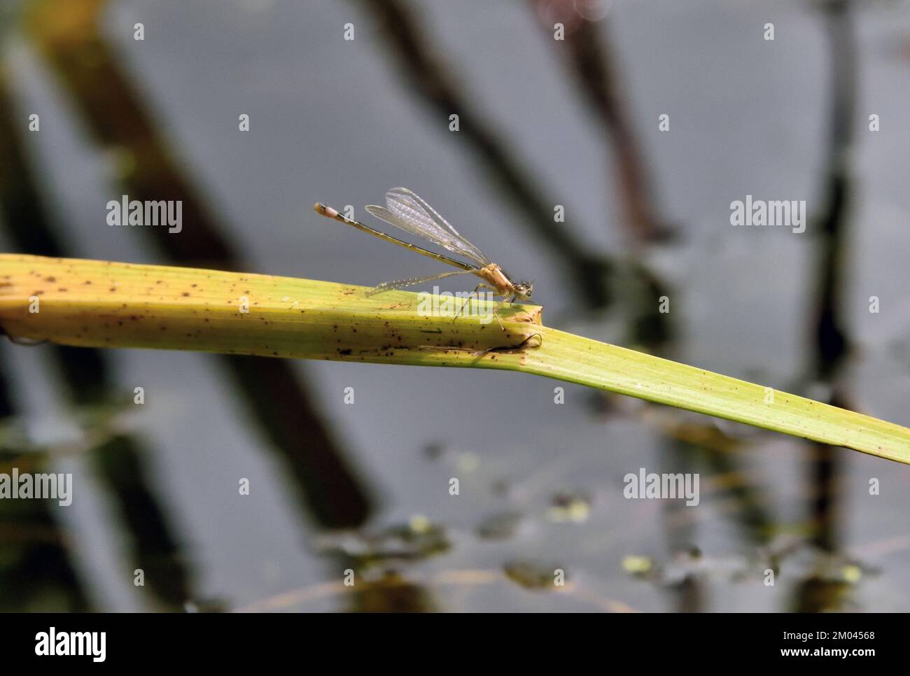 A newly emerged Common Blue Damselfly (Enallagma cyathigerum) resting on the stem of an aquatic plant growing in a pond in Southern England Stock Photo